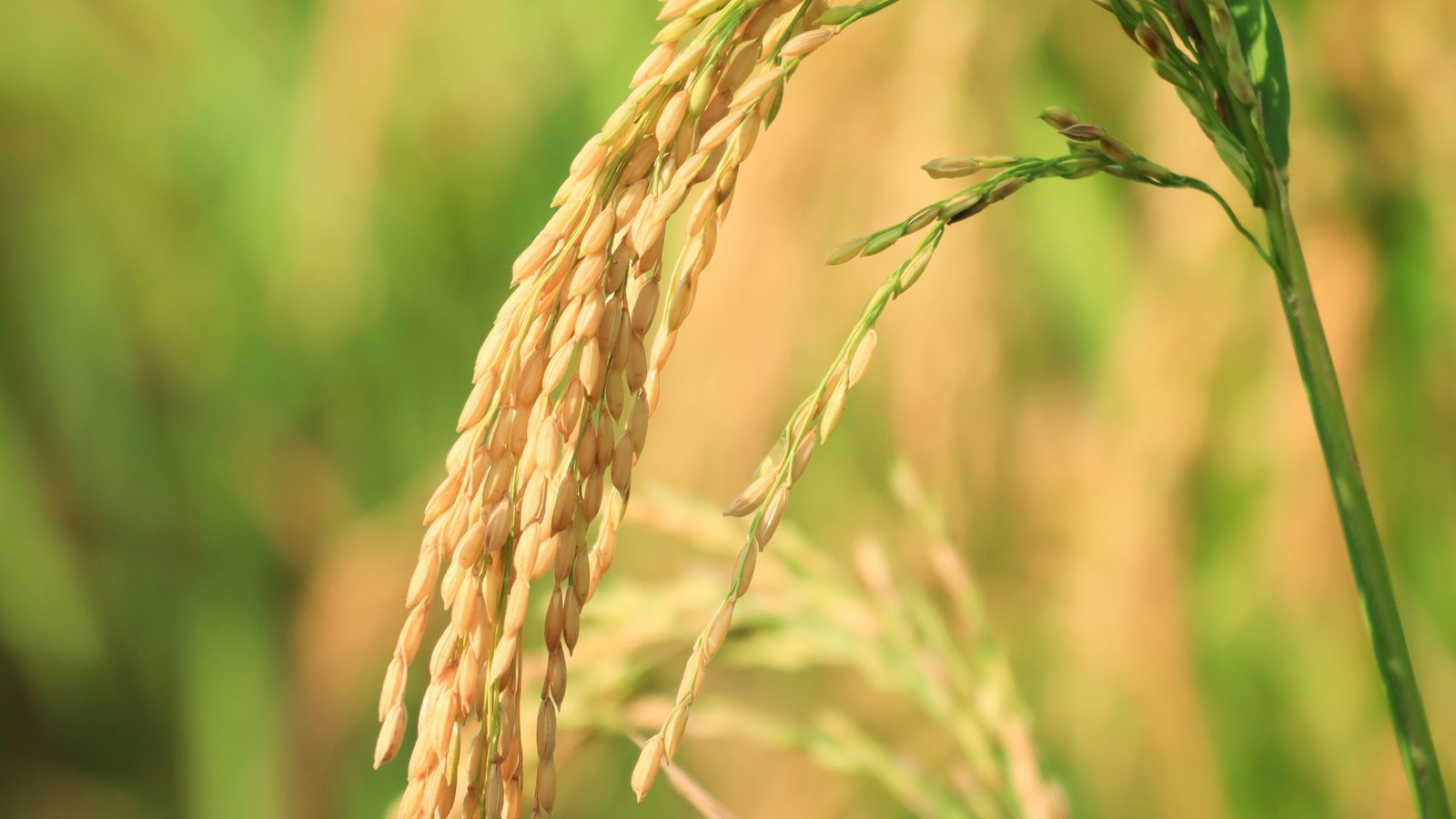 A stalk of ripe rice in a field